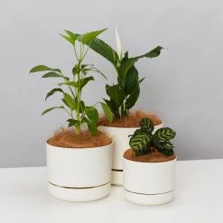 Mr Kitly Pot Clusters - 3 Different Sizes