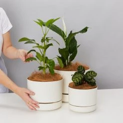 Indoor Garden Mr Kitly 3 Plants & 3 Assorted Sized Pots Plant Packs 19 Indoor Garden Mr Kitly 3 Plants & 3 Assorted Sized Pots Plant Packs