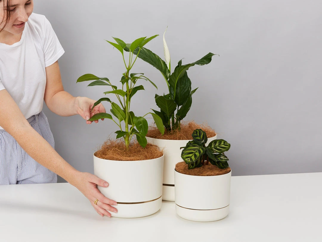 Indoor Garden Mr Kitly 3 Plants & 3 Assorted Sized Pots Plant Packs 6 Indoor Garden Mr Kitly 3 Plants & 3 Assorted Sized Pots Plant Packs