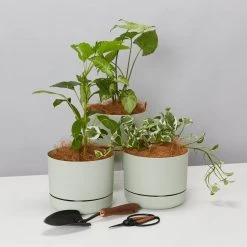 Indoor Garden Mr Kitly 3 Plants & 3 Pots - 215mm 16 Indoor Garden Mr Kitly 3 Plants & 3 Pots - 215mm