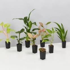 Indoor Garden Air Purifying Rainbow ???? Box - Indoor