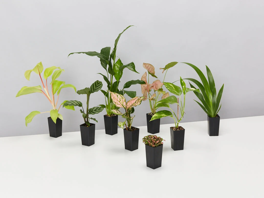 Indoor Garden Air Purifying Rainbow 🔔 Box - Indoor 4 Indoor Garden Air Purifying Rainbow ???? Box - Indoor