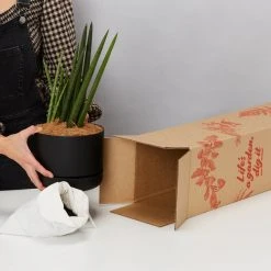 Pot + Plant Gift Box Air Purifying Sansevieria Crazy - Pot + Plant + Soil 23 Pot + Plant Gift Box Air Purifying Sansevieria Crazy - Pot + Plant + Soil