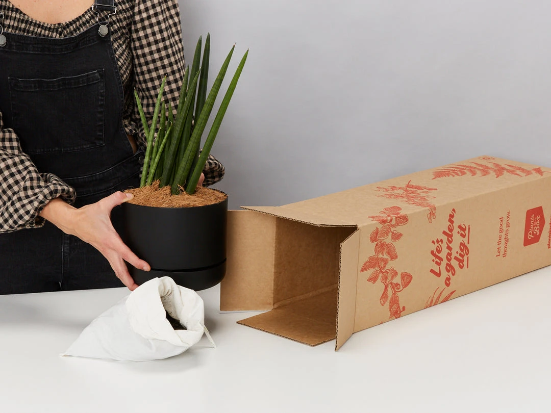 Pot + Plant Gift Box Air Purifying Sansevieria Crazy - Pot + Plant + Soil 9 Pot + Plant Gift Box Air Purifying Sansevieria Crazy - Pot + Plant + Soil
