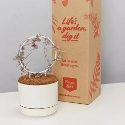 Plants In A Box The Circle-O Plant Stake Climbing Plants 12 Plants In A Box The Circle-O Plant Stake Climbing Plants