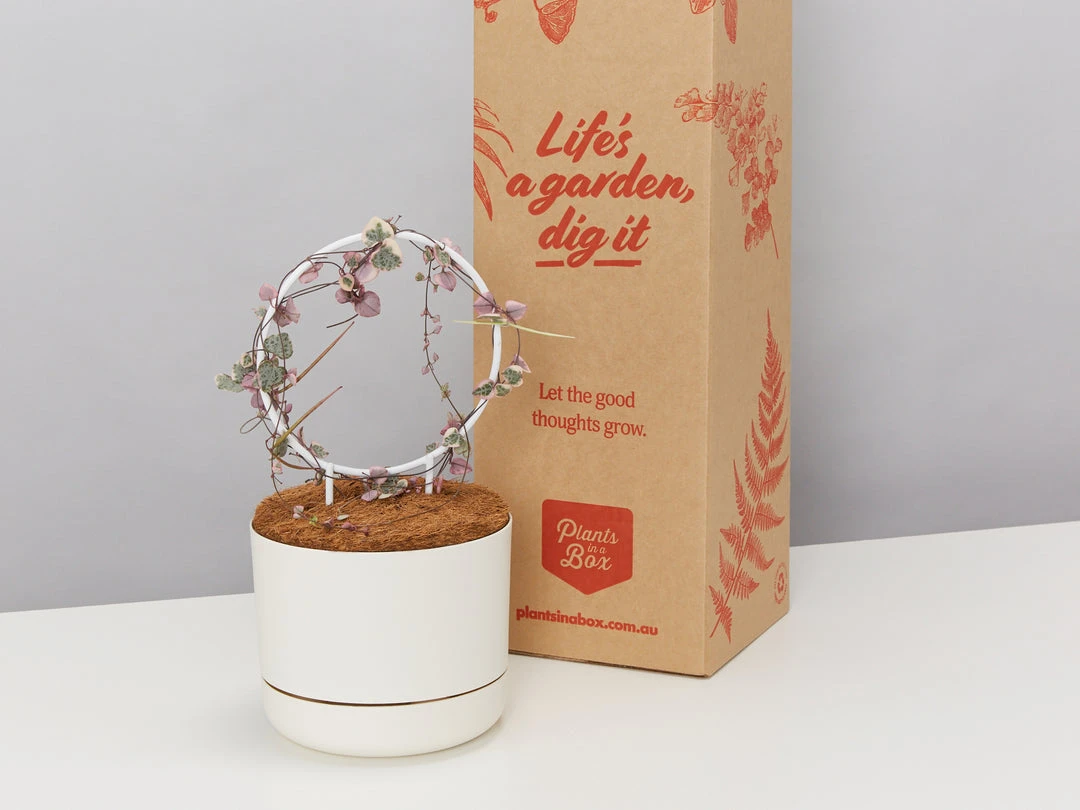 Plants In A Box The Circle-O Plant Stake Climbing Plants 6 Plants In A Box The Circle-O Plant Stake Climbing Plants