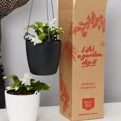 Indoor Garden Schlumbergera Truncata With Self-watering Hanging Pot Option