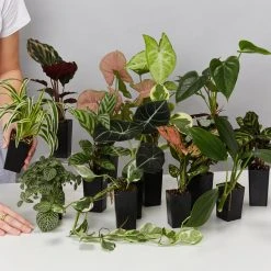 Indoor Garden Easy Care Plants Assorted Pack Of Houseplants ???? *Pick Your Own