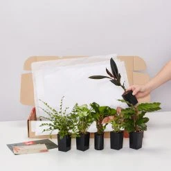 Plants In A Box Birthday Gift Wrapping 8 Plants In A Box Birthday Gift Wrapping