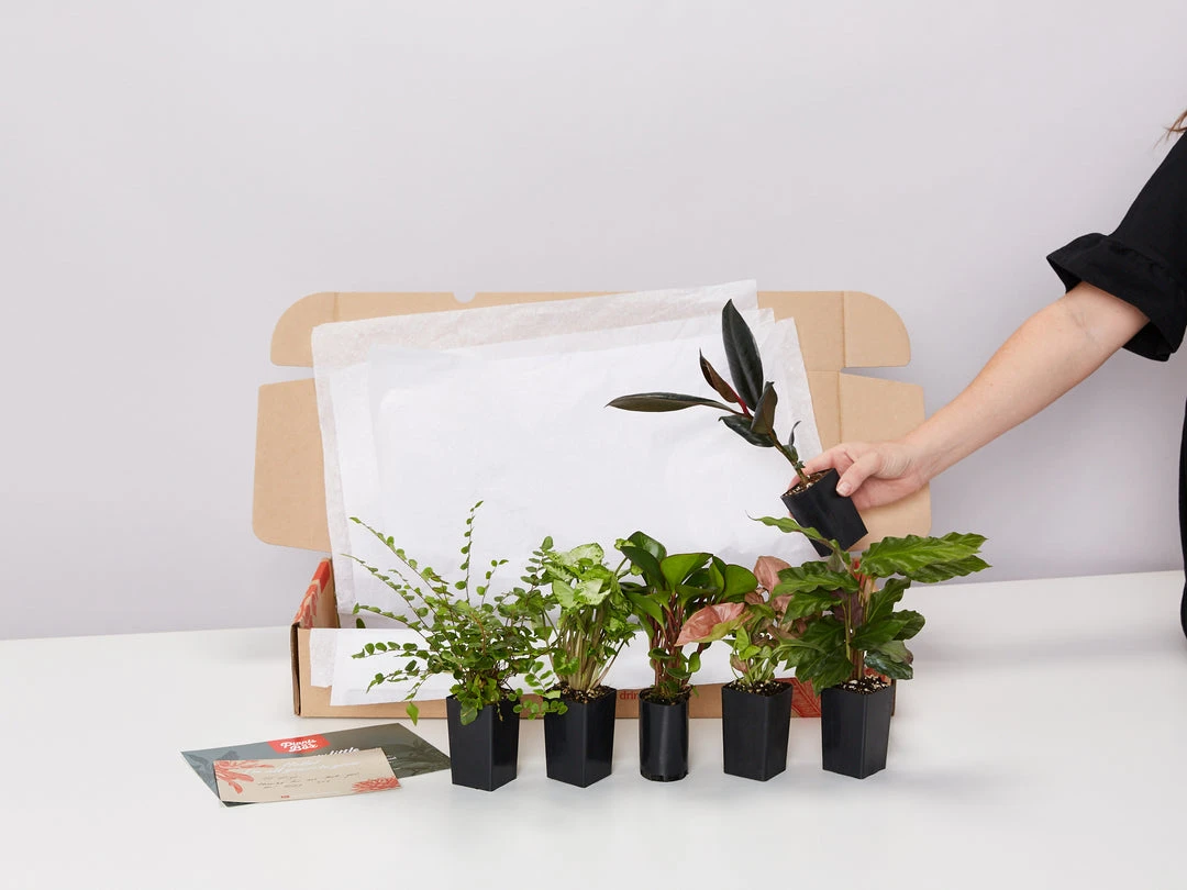 Plants In A Box Birthday Gift Wrapping 5 Plants In A Box Birthday Gift Wrapping