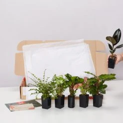 Indoor Garden Plant Packs A Giftbox Of Houseplants???? - Includes Gift Wrapping