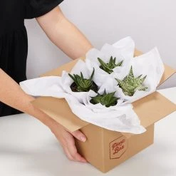 Succulents Shades Of Green Succulent Pack 8 Succulents Shades Of Green Succulent Pack