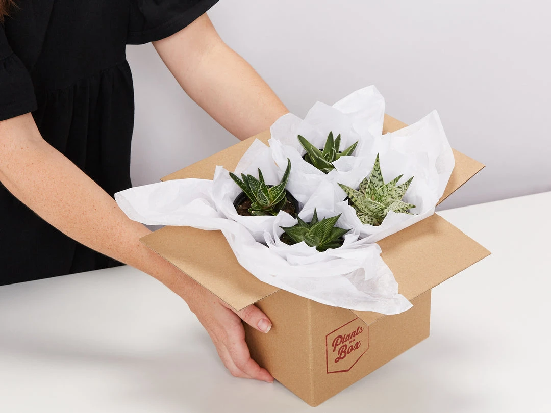 Succulents Shades Of Green Succulent Pack 5 Succulents Shades Of Green Succulent Pack