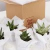 Succulents Shades Of Green Succulent Pack