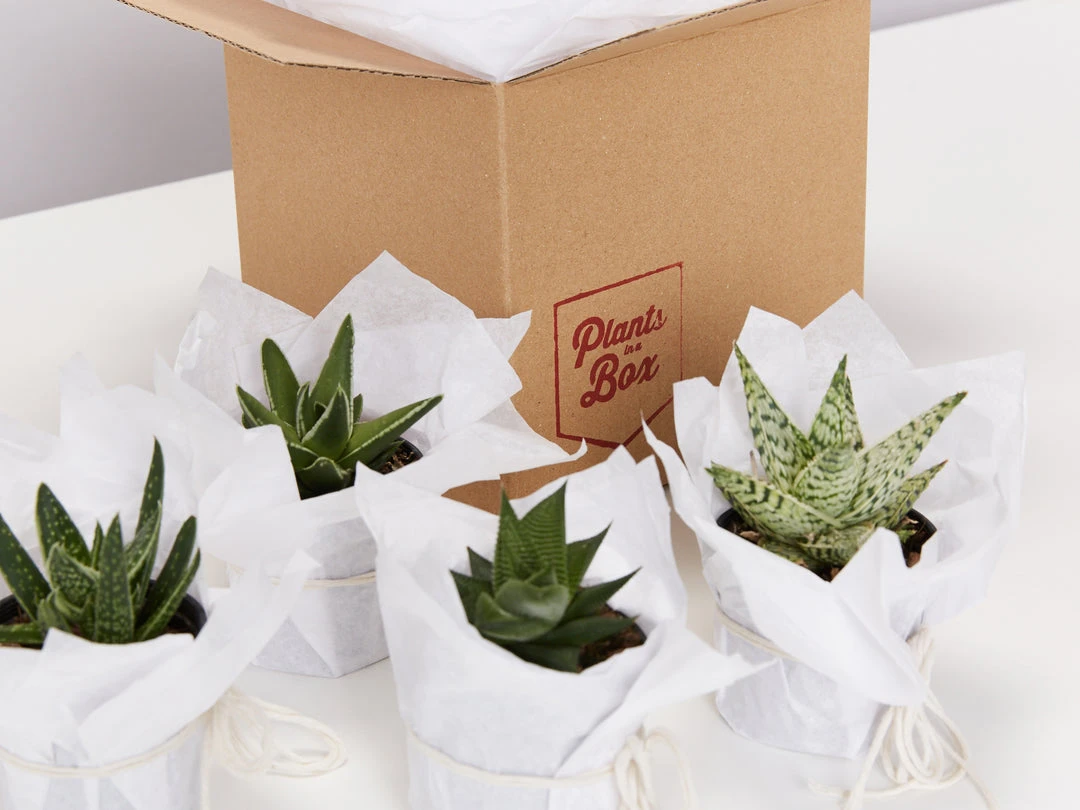 Succulents Shades Of Green Succulent Pack 3 Succulents Shades Of Green Succulent Pack