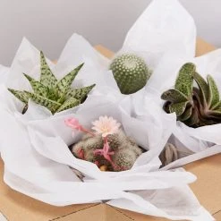 Plants In A Box Birthday Gift Wrapping
