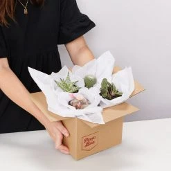 Plants In A Box Birthday Gift Wrapping 9 Plants In A Box Birthday Gift Wrapping