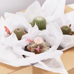 Assorted Cacti Box ???? Plant Packs