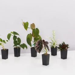 Indoor Garden The Houseplant ???? Wishlist Box Air Purifying