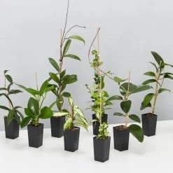 Indoor Garden Special Hoya Assorted Plant Pack