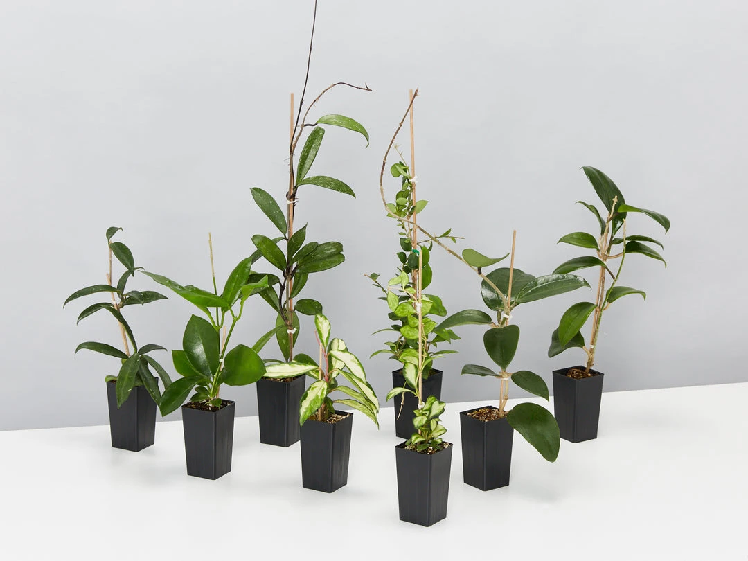 Indoor Garden Special Hoya Assorted Plant Pack 4 Indoor Garden Special Hoya Assorted Plant Pack