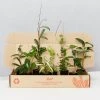 Indoor Garden Special Hoya Assorted Plant Pack