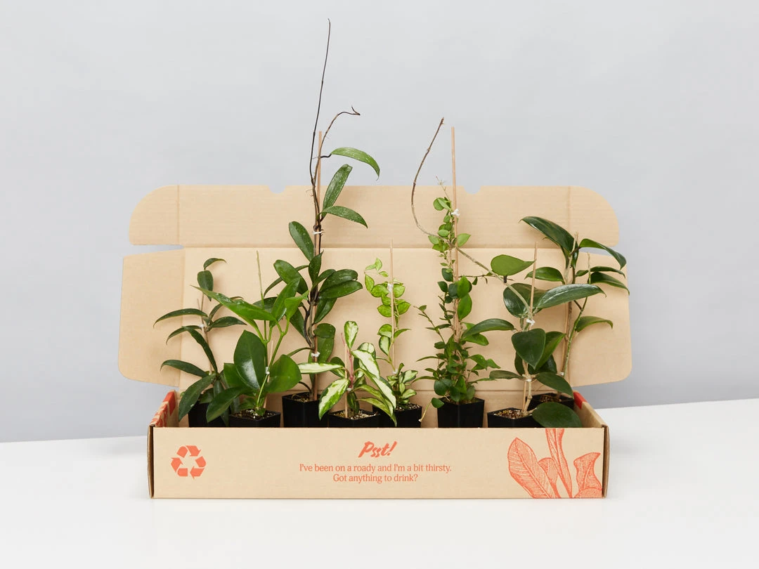 Indoor Garden Special Hoya Assorted Plant Pack 3 Indoor Garden Special Hoya Assorted Plant Pack