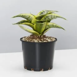 Succulents Snake Plants Sansevieria Trifasciata Golden Hahnii - Pot + Plant + Soil