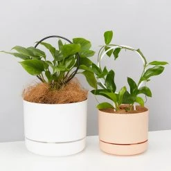 Plants In A Box The Circle-O Plant Stake Climbing Plants 13 Plants In A Box The Circle-O Plant Stake Climbing Plants