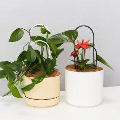 Plants In A Box Double-Arch Plant Stake Climbing Plants