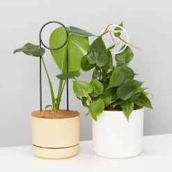 Plants In A Box Plant Stakes & Stands Halo Plant Stake