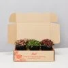 Indoor Garden Plant Packs Assorted Box Of Nerve Plants - Fittonia 85mm