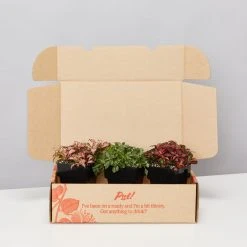 Indoor Garden Plant Packs Assorted Box Of Nerve Plants - Fittonia 85mm