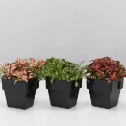 Indoor Garden Plant Packs Assorted Box Of Nerve Plants - Fittonia 85mm
