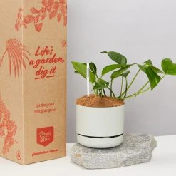 Pot + Plant Gift Box The Beginners Gift Box ???? Easy Care Plants