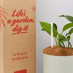 Pot + Plant Gift Box The Beginners Gift Box ???? Easy Care Plants