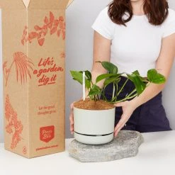 Pot + Plant Gift Box The Beginners Gift Box ???? Easy Care Plants