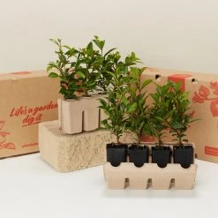 Shrubs A Mixed Box Full Of Outdoor Plants Plant Packs