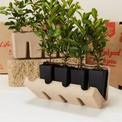 Hedge Syzygium Resilience Lilly Pilly Hedging Pack Hedging Plants