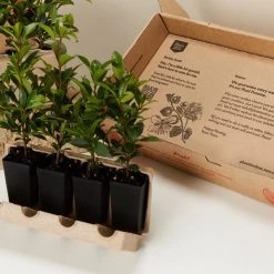 Hedge Syzygium Resilience Lilly Pilly Hedging Pack Hedging Plants