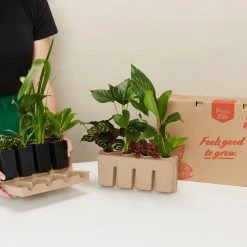 Indoor Garden Easy Care Plants 6 Bundle Box ???? - Includes Plants, Pots & Soil