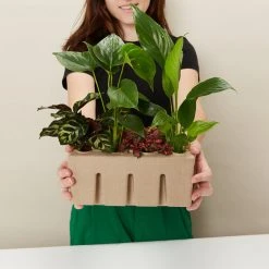 Indoor Garden Easy Care Plants Assorted Pack Of Houseplants ???? *Pick Your Own