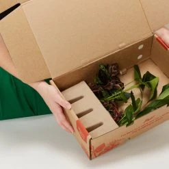 Indoor Garden Easy Care Plants Assorted Pack Of Houseplants ???? *Pick Your Own