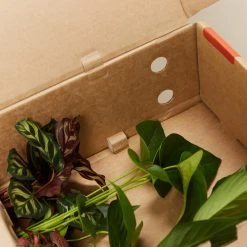 Indoor Garden Plant Packs A Giftbox Of Houseplants???? - Includes Gift Wrapping