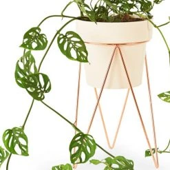 Bendo Plant Stakes & Stands 'PLANT' Indoor Plant Stand & Medium Pot Bundle 25 Bendo Plant Stakes & Stands 'PLANT' Indoor Plant Stand & Medium Pot Bundle