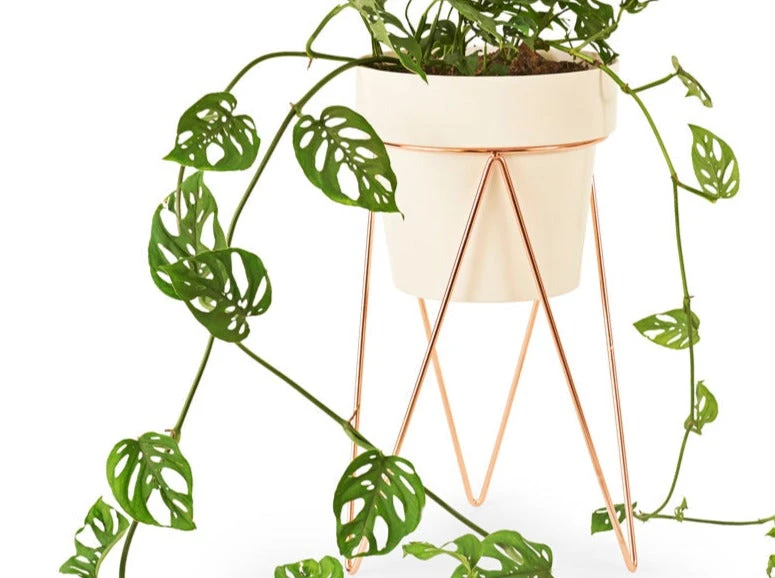 Bendo Plant Stakes & Stands 'PLANT' Indoor Plant Stand & Medium Pot Bundle 13 Bendo Plant Stakes & Stands 'PLANT' Indoor Plant Stand & Medium Pot Bundle