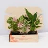 Indoor Garden Assorted Indoor Plants Pack - Larger Plants 1 Indoor Garden Assorted Indoor Plants Pack - Larger Plants