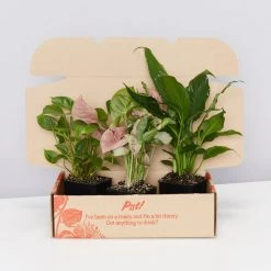 Indoor Garden Mystery Houseplant Box 85mm