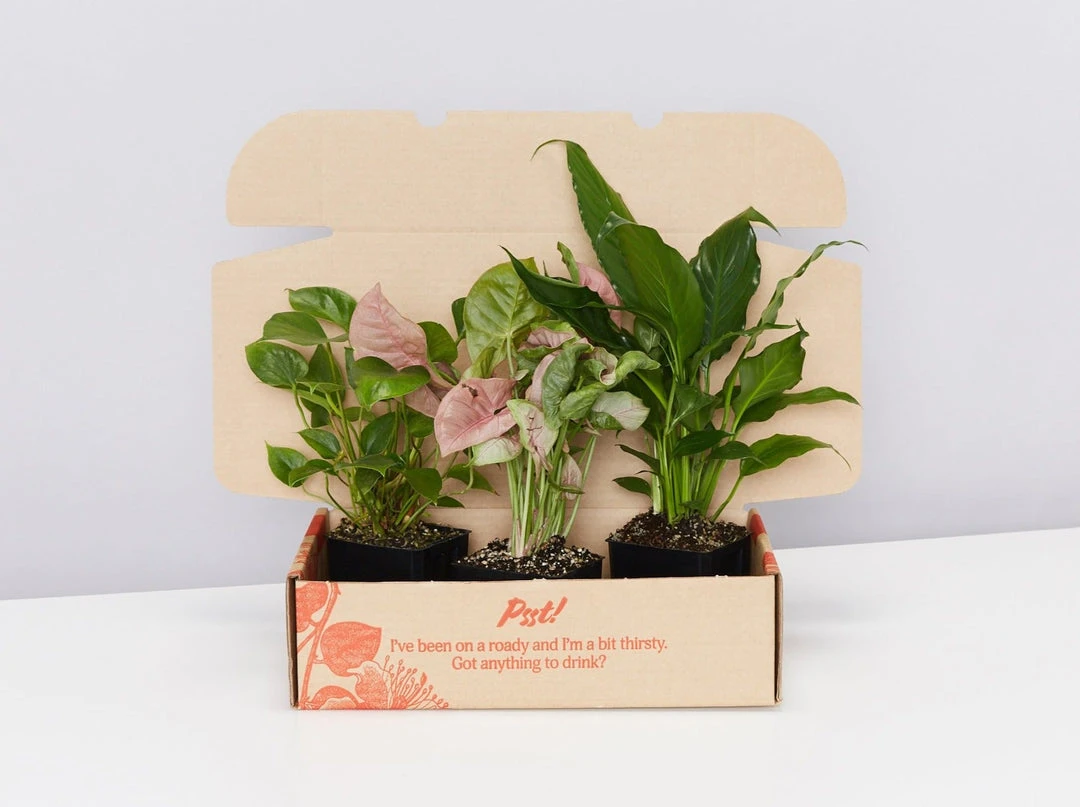 Indoor Garden Mystery Houseplant Box 85mm 4 Indoor Garden Mystery Houseplant Box 85mm