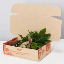 Indoor Garden Mystery Houseplant Box 85mm 8 Indoor Garden Mystery Houseplant Box 85mm